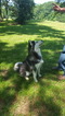 Small Photo #2 Siberian Husky Puppy For Sale in CENTERVILLE, NC, USA