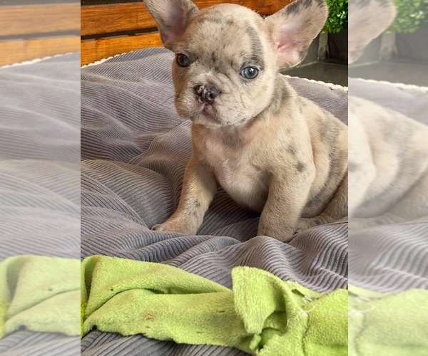 Medium Photo #5 English Bulldog Puppy For Sale in CHULA VISTA, CA, USA