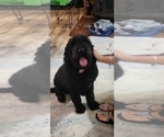 Small Photo #1 Goldendoodle Puppy For Sale in HUDSON, FL, USA
