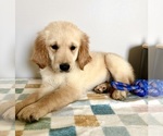Small #3 Golden Retriever