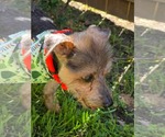 Small #2 Mutt
