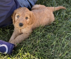 Goldendoodle Puppy for sale in ANDERSON, IN, USA