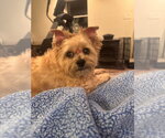 Small #1 Shih Tzu Mix