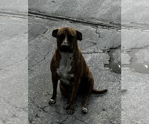 COURTESY POST: Mia & Canela - Female Mutt Dog for Adoption - Photo #2