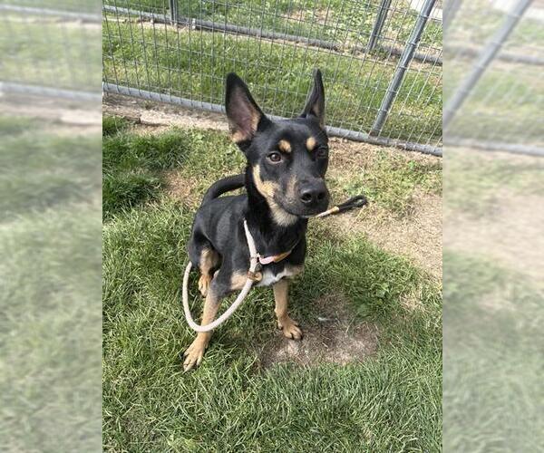 Medium Photo #1 Australian Kelpie-Unknown Mix Puppy For Sale in Pueblo, CO, USA