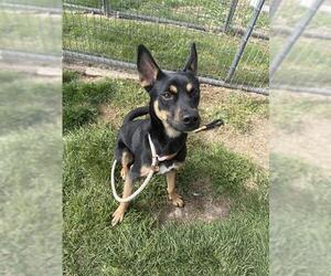 Australian Kelpie-Unknown Mix Dogs for adoption in Pueblo, CO, USA