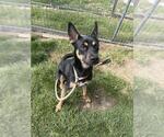 MARS - Male Australian Kelpie-Unknown Mix Dog for Adoption - Small photo