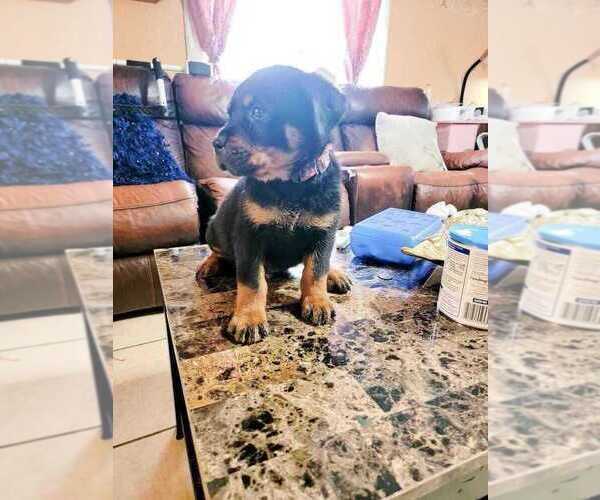 Medium Photo #1 Rottweiler Puppy For Sale in YAKIMA, WA, USA