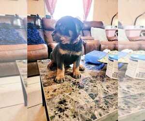 Rottweiler Puppy for sale in YAKIMA, WA, USA