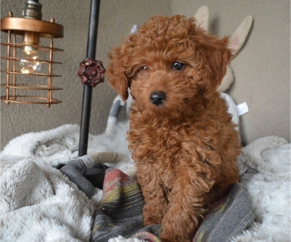 Medium Photo #2 Poodle (Toy) Puppy For Sale in HONEY BROOK, PA, USA