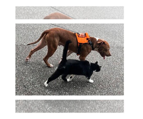 Medium Photo #4 Labrador Retriever-Unknown Mix Puppy For Sale in Sanford, FL, USA