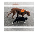 Small #3 Labrador Retriever Mix