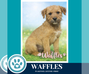 Labrador Retriever-Unknown Mix Dogs for adoption in Kimberton, PA, USA