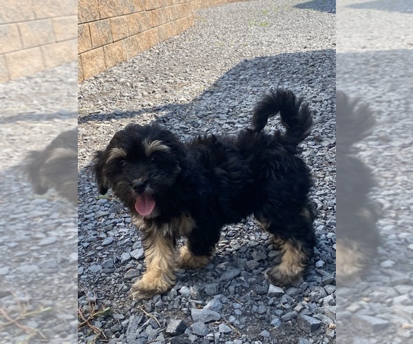 Medium Photo #6 Lhasa Apso-Poodle (Toy) Mix Puppy For Sale in CANOGA, NY, USA