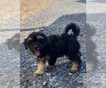 Small #5 Lhasa Apso-Poodle (Toy) Mix