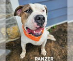 Small Bullmastiff Mix
