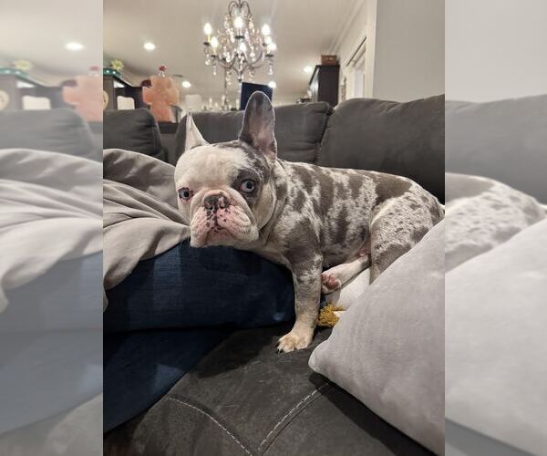 Medium Photo #4 French Bulldog Puppy For Sale in Tenafly, NJ, USA