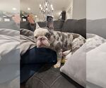 Small #3 French Bulldog