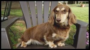 Medium Photo #1 Dachshund Puppy For Sale in WARRIOR, AL, USA