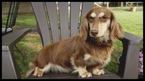 Small Photo #1 Dachshund Puppy For Sale in WARRIOR, AL, USA
