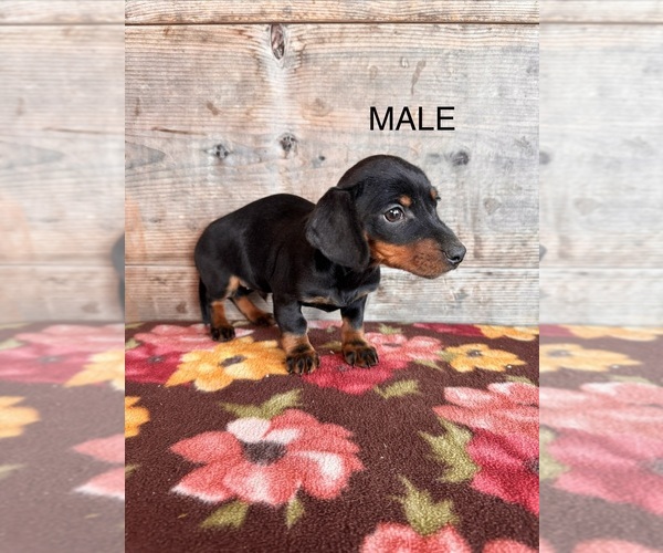 Medium Photo #6 Dachshund Puppy For Sale in VERMONTVILLE, MI, USA