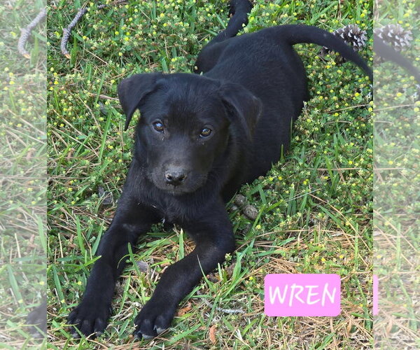 Medium Photo #4 Labrador Retriever-Unknown Mix Puppy For Sale in Alexander, AR, USA
