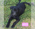 Small #3 Labrador Retriever Mix
