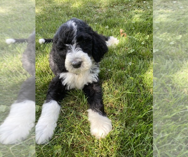 Medium Photo #2 Bernedoodle-Poodle (Standard) Mix Puppy For Sale in RICHMOND, IL, USA