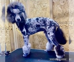 Small #3 Poodle (Standard)