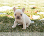 Small #1 French Bulldog