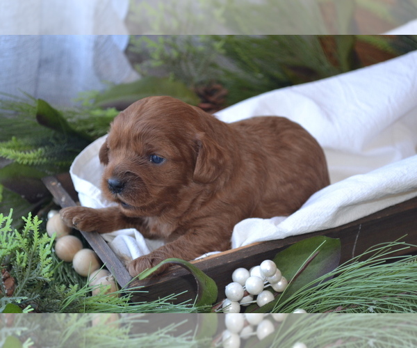 Medium Photo #1 Cavapoo (Miniature) Puppy For Sale in GREENWOOD, WI, USA