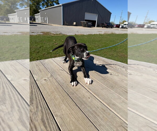 Medium Photo #4 American Staffordshire Terrier Puppy For Sale in Pierceton , IN, USA