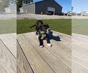 Jordan - Male American Staffordshire Terrier Dog for Adoption - Photo #4