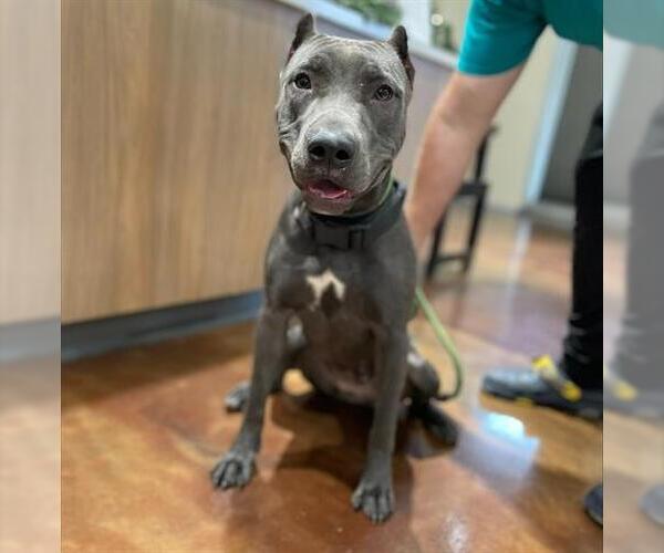 Medium Photo #1 American Pit Bull Terrier Puppy For Sale in Pasadena, TX, USA