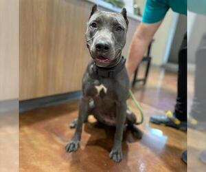 American Pit Bull Terrier Dogs for adoption in Pasadena, TX, USA
