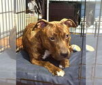 Small #1 American Pit Bull Terrier