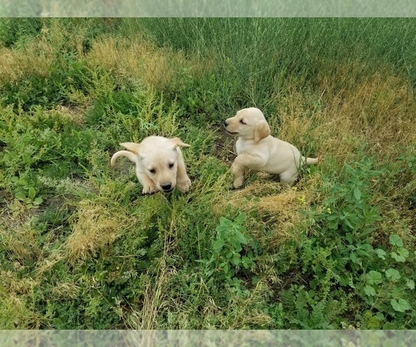 Medium Photo #2 Labrador Retriever Puppy For Sale in TWIN FALLS, ID, USA