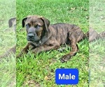 Small Photo #4 Cane Corso-Doberman Pinscher Mix Puppy For Sale in MONTPELIER, VA, USA