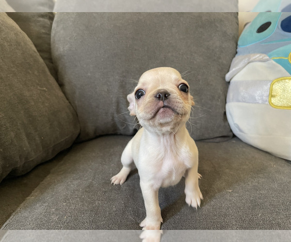 Medium Photo #2 French Bulldog Puppy For Sale in BEAUMONT, CA, USA