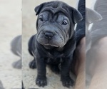 Puppy Binx Chinese Shar-Pei