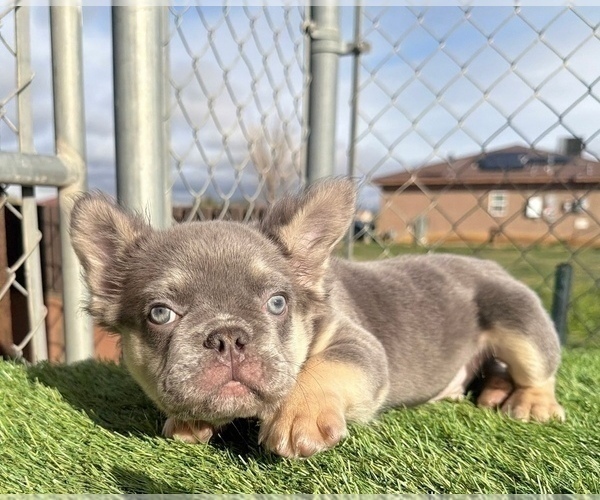 Medium Photo #19 French Bulldog Puppy For Sale in SAN JOSE, CA, USA