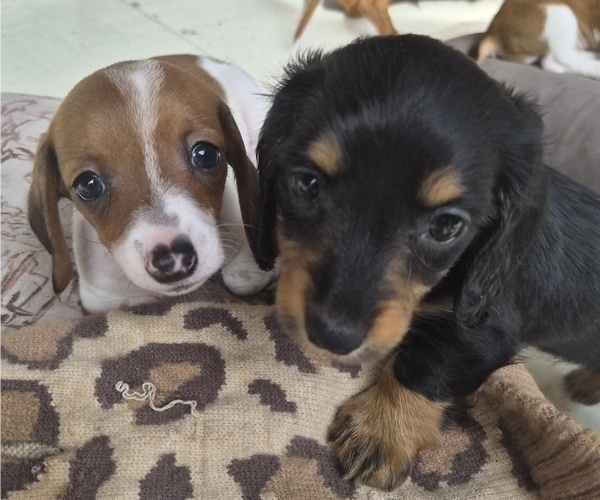 Medium Photo #23 Dachshund Puppy For Sale in SAINT CLOUD, FL, USA