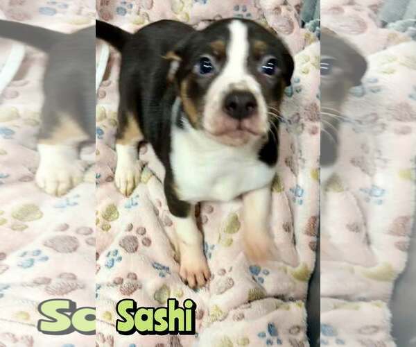 Medium Photo #1 Mutt Puppy For Sale in Woodbury, NY, USA
