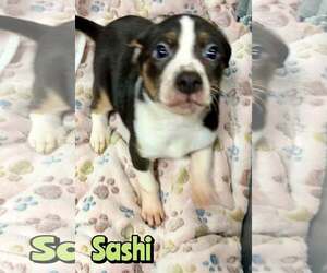 Mutt Dogs for adoption in Woodbury, NY, USA