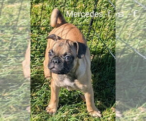 Frenchie Pug Dogs for adoption in San Bernardino, CA, USA