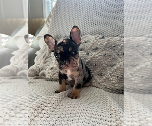 French Bulldog Puppy for sale in NAPLES, FL, USA