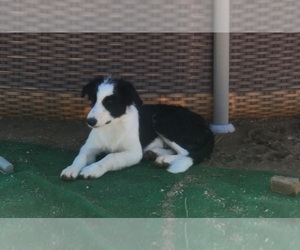 Border Collie Puppy for sale in TUCSON, AZ, USA