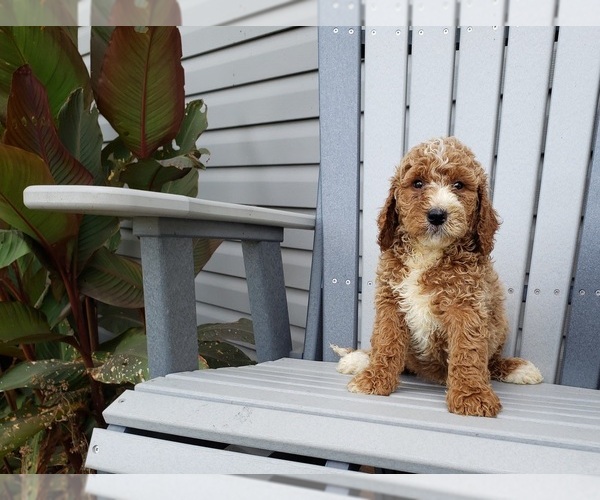 Medium Photo #9 Labradoodle Puppy For Sale in EDINA, MO, USA