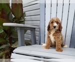 Small Photo #9 Labradoodle Puppy For Sale in EDINA, MO, USA