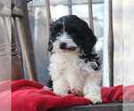 Small Photo #6 Cavapoo Puppy For Sale in GORDONVILLE, PA, USA